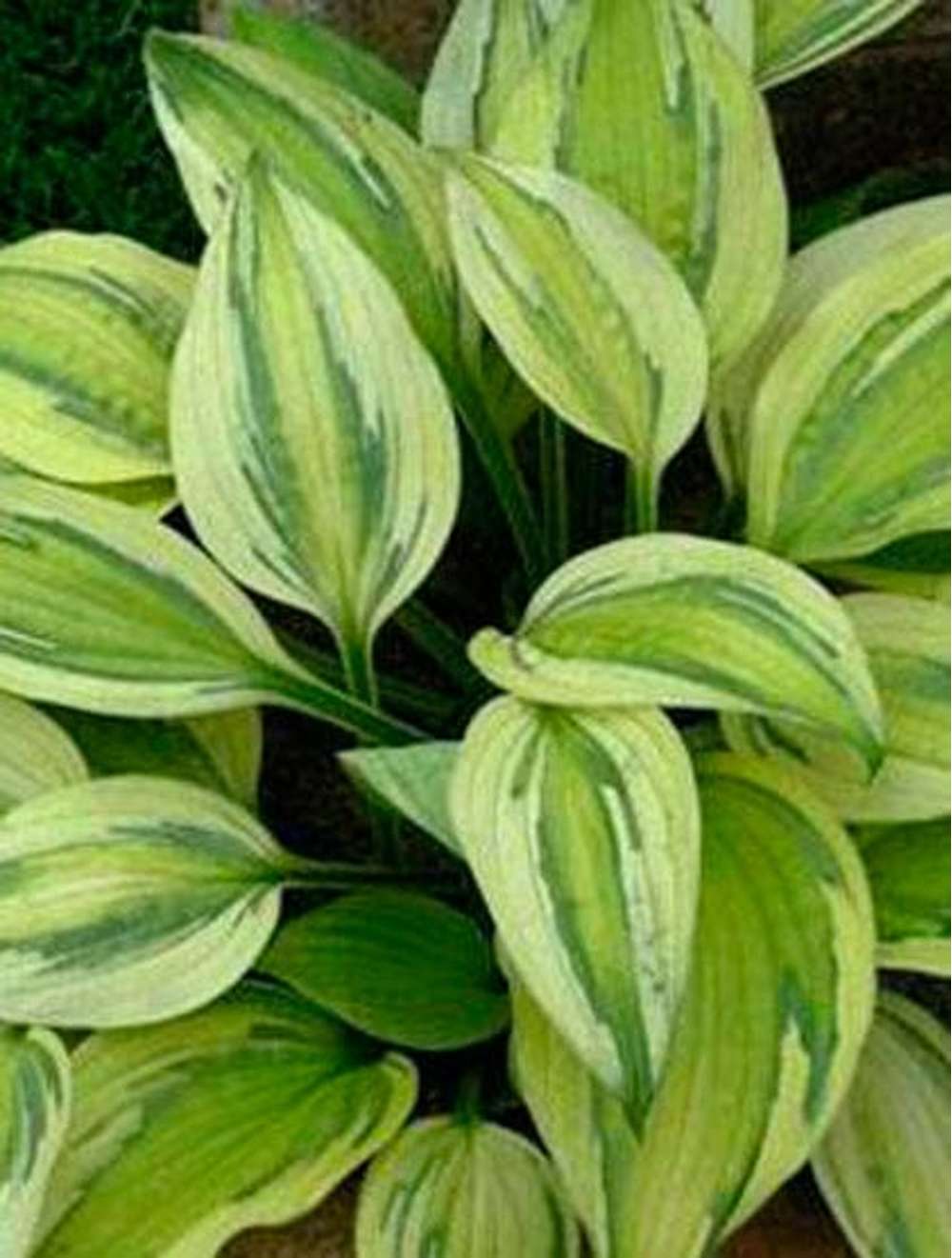 Hosta 'Captain's Adventure'